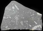 Wide Fossil Seed Fern Plate - Pennsylvania #63321-1